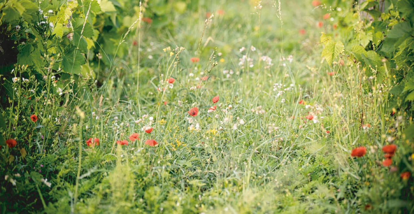 Le vignoble en fin de journée
