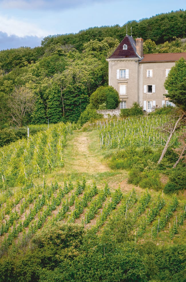 Les coteaux de schistes du domaine