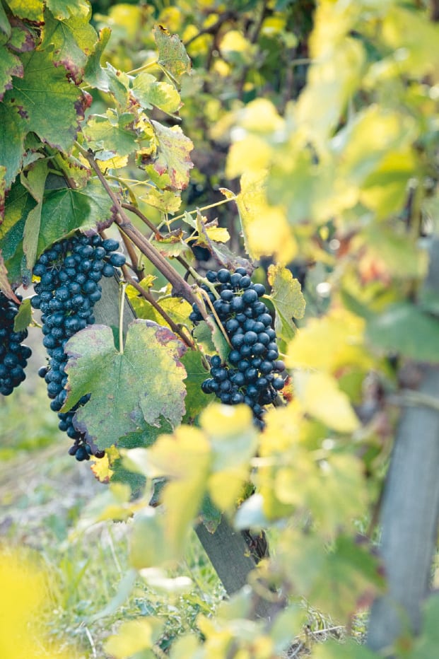 Les vendanges au Château Le Devay