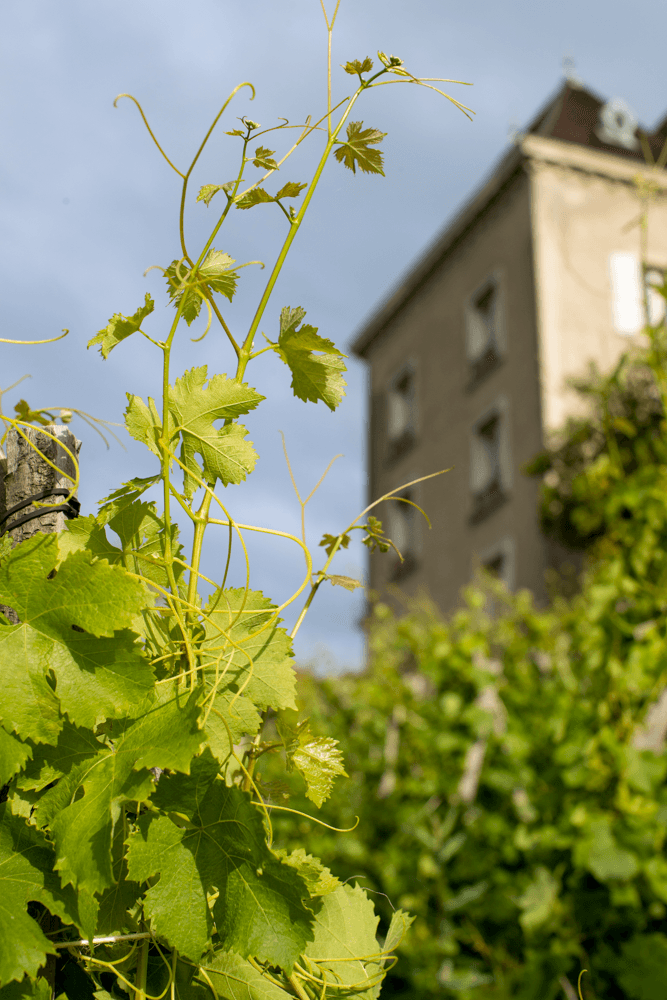 Le vignoble du Château Le Devay au printemps